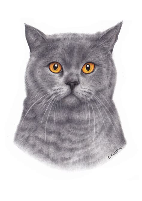 British Shorthair Colored Pencil Drawing Art Print By Artbyewelina