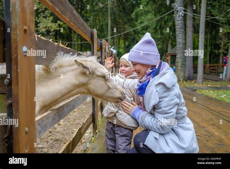 Mom And Daughter Caress The Face Of A Foal At The Petting Zoo Mom And