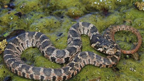 Blotched Watersnakes Often Mistaken For Venomous Cottonmouths