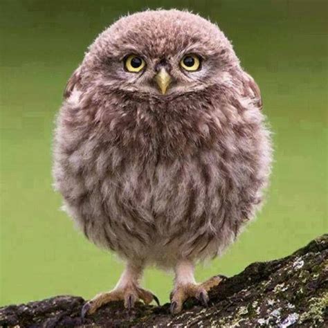 Cute Fluffy Baby Owls