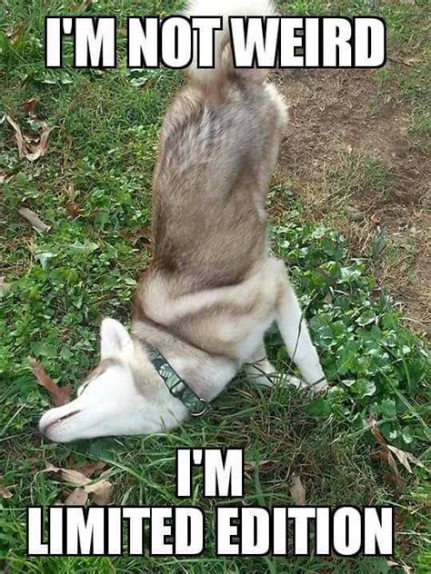 14 Best Husky Memes Of All Time