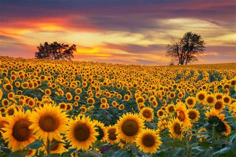 Usa Istock Sunflower Fields Flower Landscape Sunflower Sunset