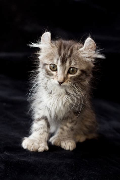 That's why many cat parents like you like the idea of taking care of felines with tufted ears. 94 best images about Cats & Kittens-Scottish Fold on ...