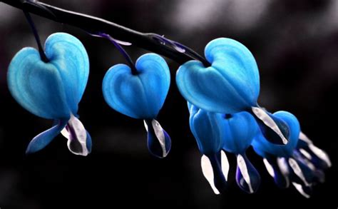 Bleeding Heart Flower Meaning And Symbolism Natgeos