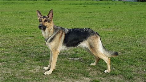 German Shepherd Wikipedia
