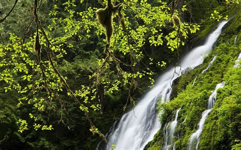 Nature Landscape Waterfall Vines Forest Wallpapers Hd Desktop And