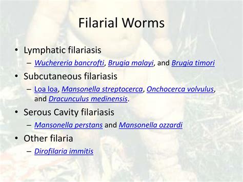 Ppt Filariasis Powerpoint Presentation Free Download Id2282669