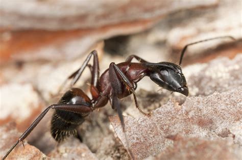 Carpenter Ants Economy Exterminators