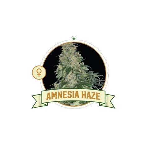 Amnesia Haze Fem 5 Semi City Seeds Bank 420club