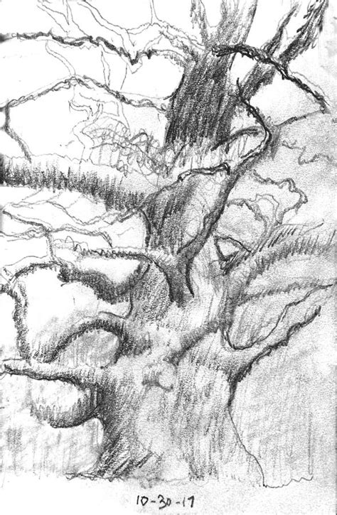 The Gnarly Tree Drawing By David Zimmerman Fine Art America