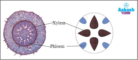 Plant Vascular System Vascular Bundles Types And Differences Aesl