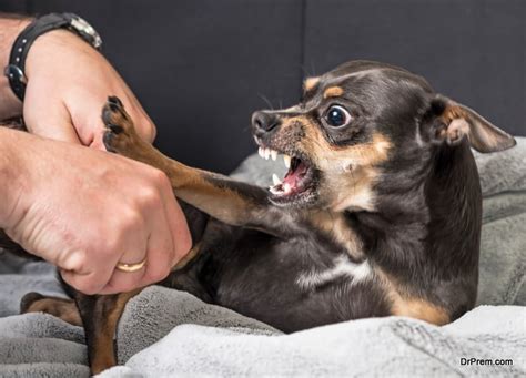 Which Bad Dog Behaviors Are You Encouraging Accidentally