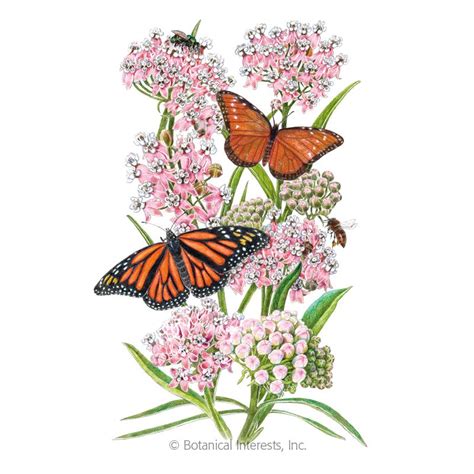 This Milkweed Is Considered To Be Incredibly Important To Monarch