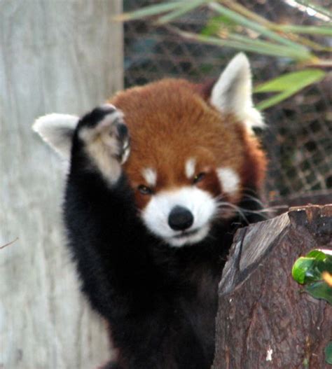 Exotic Red Panda Or “shining Cat” 21 Pics