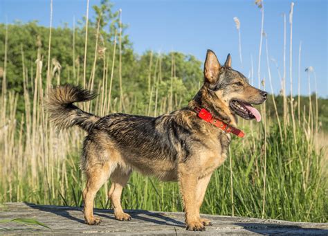 Breed Spotlight: Swedish Vallhund | Best Dog DNA Test For Breed, Health, and Traits | What's 