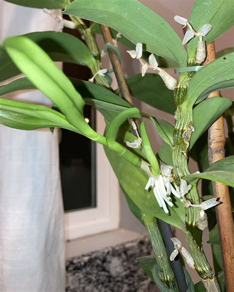 Is This A Keiki On My Once Dying Dendrobium Orchids