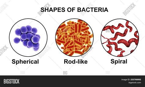 Shapes Bacteria Image And Photo Free Trial Bigstock