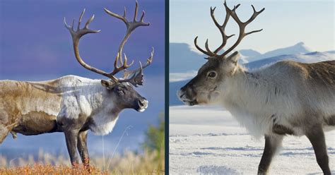 Caribou Vs Reindeer Comparison Is There A Difference World Deer