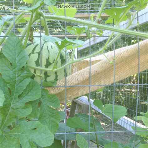 Growing Watermelons On A Trellis Fence Or A Chicken Coop Hawk Hill