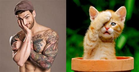 25 cats that resemble male models
