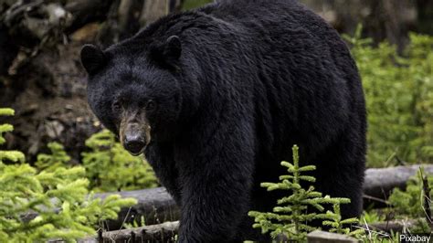 Black Bear Sighting Reported In Caldwell County Continues To Travel