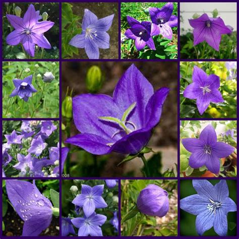 Purple Flower Names And Meanings