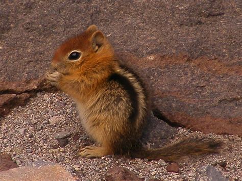 They are known for their love for nuts and opening bird feeders, but who knew that squirrels could also be into throwing gang signs? Baby Chipmunk | how cute can ya get?? | therovingeye | Flickr