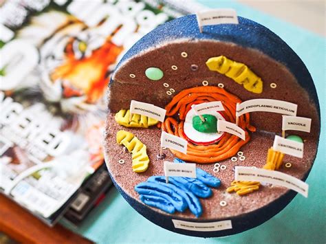 Animal cell 3d model project ideas. Science Project | 3D Animal Cell | Plant cell project ...