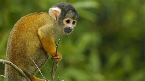 Monkey Mania The Most Abundant Monkey In The Amazon Rainforest Cgtn