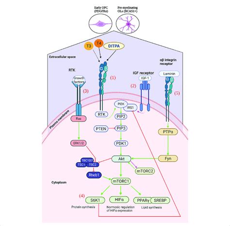 1 Ligation Of T3 T4 Or Ditpa To αβ Integrins Results In The Download Scientific Diagram