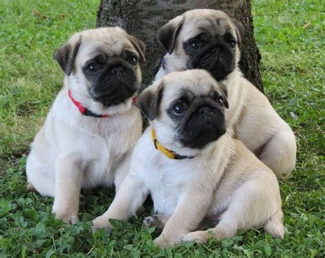 1232 Best Images About ♥ Cute Pug Puppies ♥ On Pinterest