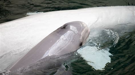 Baby Beluga Whale Calf Born At Georgia Aquarium