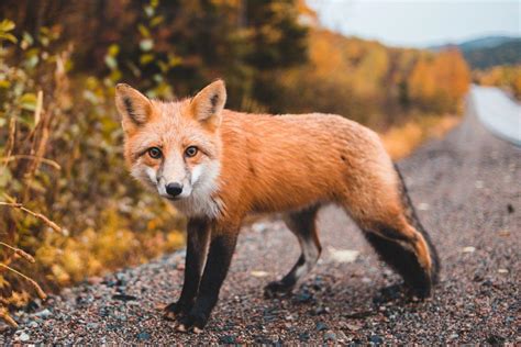 18 Wild Animals In The Netherlands Wildlife In The Netherlands