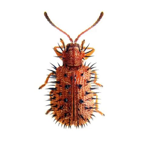 beetles via steve stewart williams on twitter album on imgur