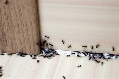 ant infestation what are the four most effective ways of dealing with ants hamptons pest control