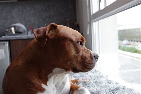 American Pit Bull Terrier Puppy On Window Pane Close Up Photo · Free