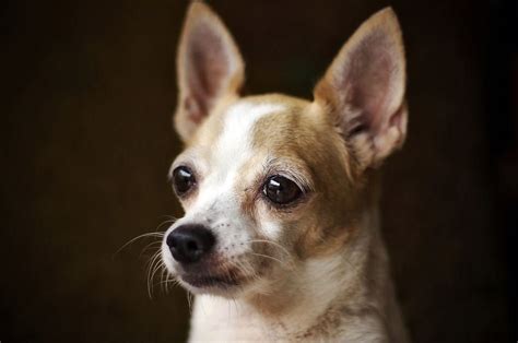 Tipos De Chihuahua Cabeza De Venado Y Sus Características