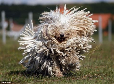 Komondor Cute Pictures Of Hungarian Sheep Dogs Whose Coats Look Like Mops Daily Mail Online