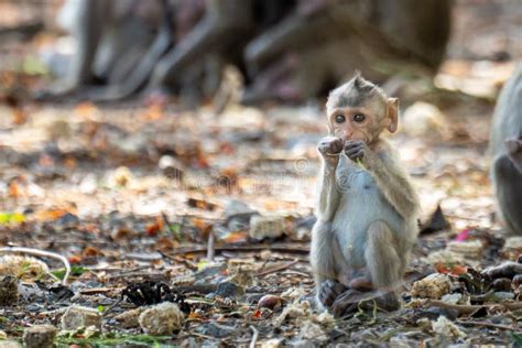 Baby Monkeys Are Sitting Not Far From Their Mother Stock Photo Image
