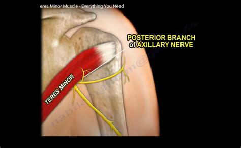 Anatomy Of The Teres Minor Muscle —