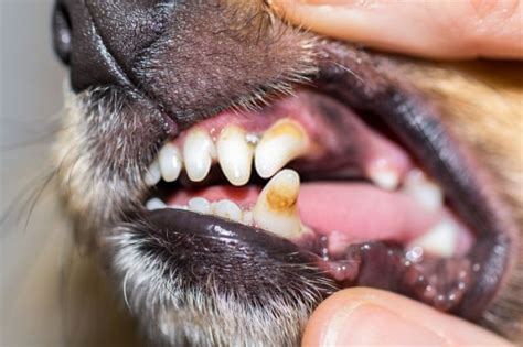 Dog teeth cleaning is an important part of your dog grooming routine and overall health. How to Clean Tartar off Dog's Teeth at Home | Dog Tartar 101