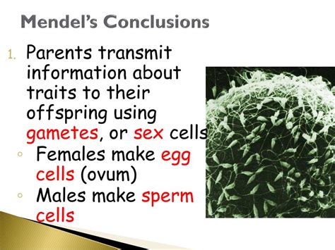 Mendelian Genetics Ppt Download