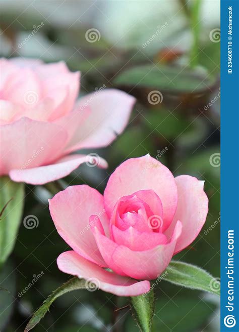 A Vertical Cover Of Mini Pink Roses In Bloom Stock Photo Image Of