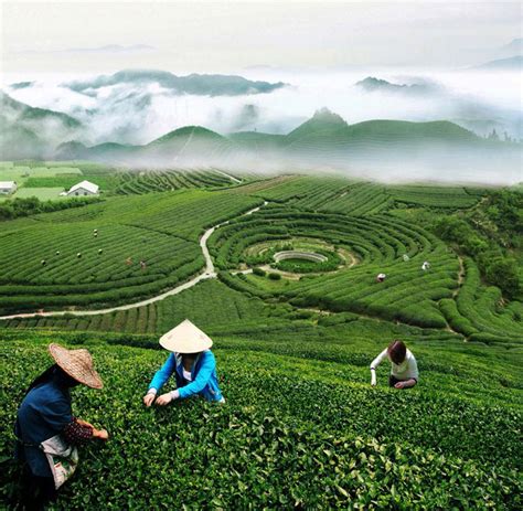 Gorgeous Tea Plantations Soothe Mind Body And Spirit Beautifulnow