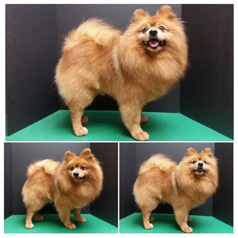 15 Impressive How To Cut A Pomeranian Hair With Scissors