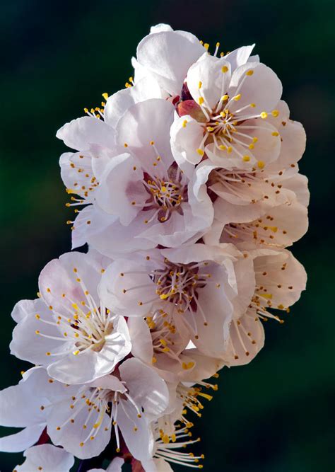 Spring Bloom 4 Photograph By Tomasz Dziubinski Fine Art America