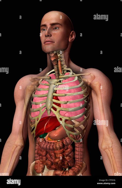 Rib Cage Organs Hi Res Stock Photography And Images Alamy