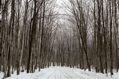 Snowy Woods With Trees In A Snowy Lane Landscape Stock Photo Image Of