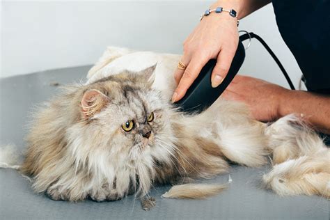 Summer Days Are Coming Guide To Cat Grooming