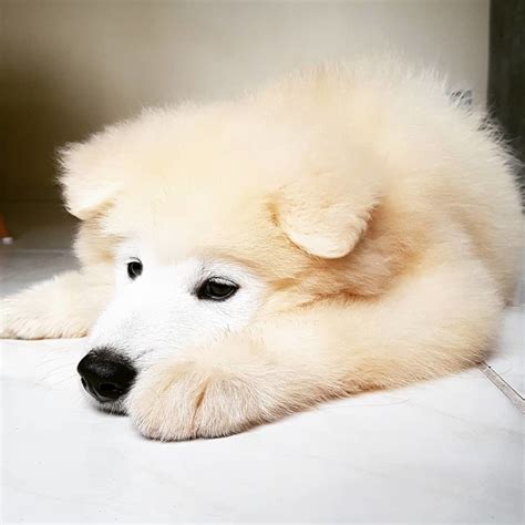 4 Samoyed Colors And All About That Cloud Like Coat